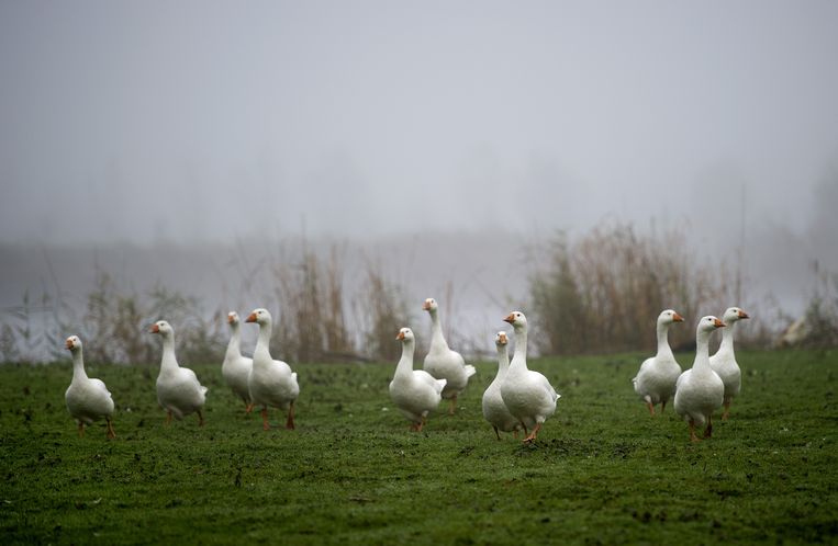 Ganzen in de mist in de polder Schieveen nabij Rotterdam Overschie. Beeld anp