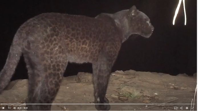 smeren Planeet bibliothecaris Zeer zeldzaam zwart luipaard gespot in Kenia | Dieren | hln.be