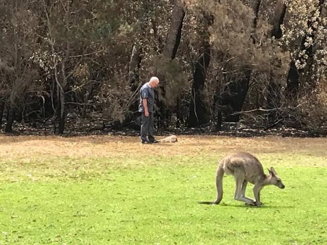 “Krijg na 40 jaar nog altijd tranen in mijn ogen”: Australische dierenarts (70) moet zwaar verbrand kangoeroejong afmaken