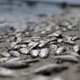 Duizenden dode vissen spoelen aan op olympische zeilsite