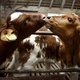 4.500 Nederlandse en Duitse koeien naar boerderij in Siberië om melkprijzen te verlagen