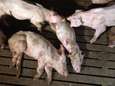 Colruyt en Delhaize zetten samenwerking met vleesfabrikant stop na schokkende beelden dierenmishandeling<br>