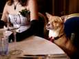 Geen hond op het bord? Ook wij eten miljoenen huisdieren