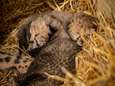Voor het eerst twee jachtluipaardjongen geboren dankzij IVF