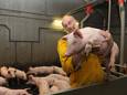 Gerbert Oosterlaken staat bekend als een boer die graag zijn verhaal vertelt. In 2013 werkte hij mee aan een serie van de Gelderlander waarbij het leven van een varken van geboorte tot slacht verslagen werd.