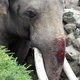 Aangifte tegen Dierenpark Emmen om val olifant Radza