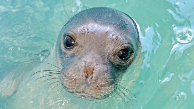 Grieks eilandje rouwt: geliefde zeehond Kostis van dichtbij gedood met harpoengeweer