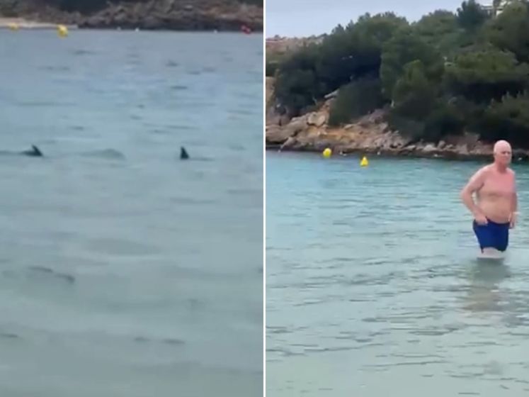 Une famille “encerclée” par des requins à Minorque, les touristes terrifiés sommés de sortir de l’eau