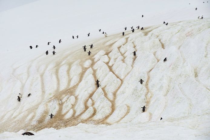 Pinguïns komen aan land in Neko Harbor in Antarctica. De meeste klimmen via het zandpad de ijsberg omhoog. Foto  Alexandre Meneghini