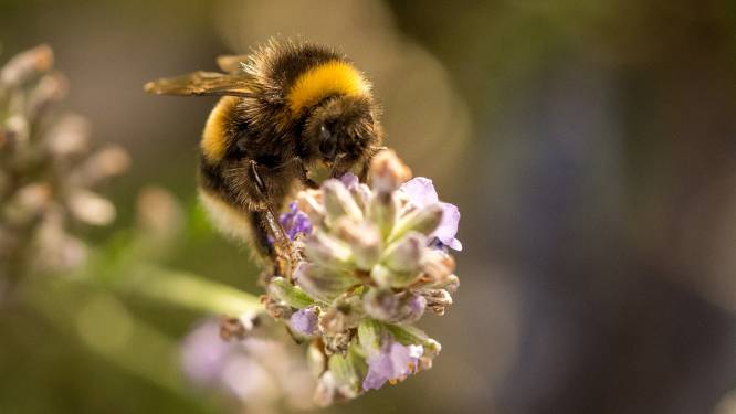 Klimaatstress zorgt voor asymmetrische vleugels bij hommels en bijen