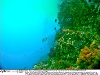 Radioactieve algen in VS door Japanse tsunami