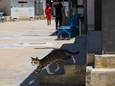 Onderzoekers ontdekken nieuwe anticonceptie voor poezen: is dit de oplossing voor zwerfkatten? 