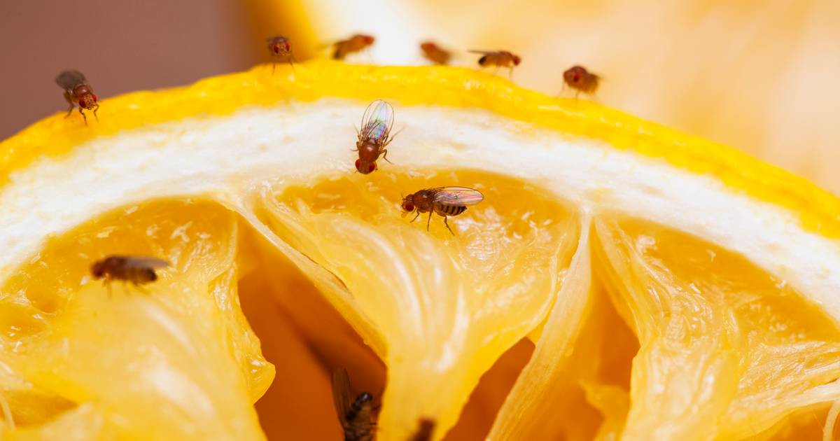 I moscerini della frutta sono difficili da catturare, ma questo rimedio casalingo li catturerà |  Vita