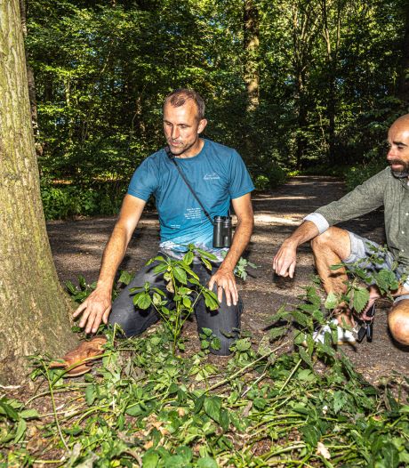 Je kan nu wandelen met een ecoloog door het bos van Zwolle: ‘Sta eens stil bij wat je ziet’