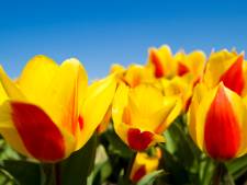 'Maak nieuw tulpenveld op de Gasthuisplaats'
