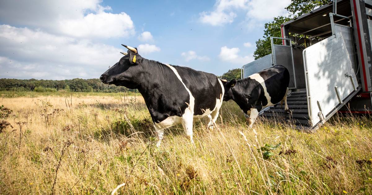 Deze koeien zijn zeldzamer dan panda's én terug in Twente: 'Duurzamer dan een grasmaaier' - Tubantia