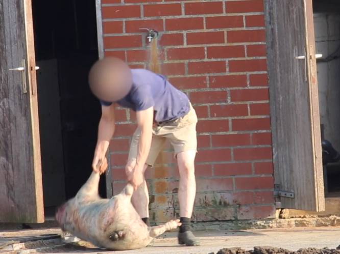 Schokkende beelden uit Vlaams varkensbedrijf: werknemer sleept dode dieren uit de stallen