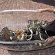 'Texas Snake Man' boekt ratelslangenrecord