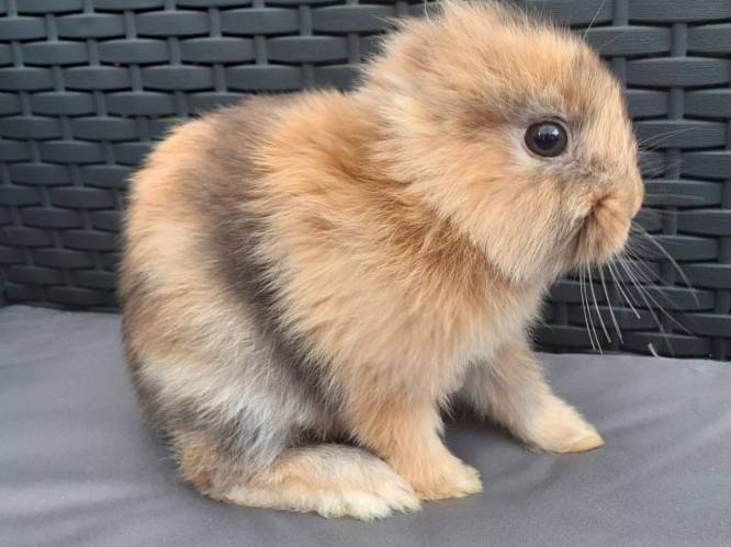 Dit konijn werd geboren zonder oren en gaat nu viraal op het internet