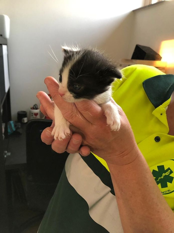 Dierenambulance Hoeksche Waard