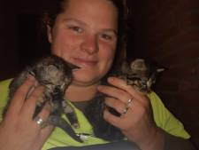 ‘Wonder’ in Zevenhuizen: piepjonge kittens na uren durende reddingsactie ontsnapt aan wisse dood