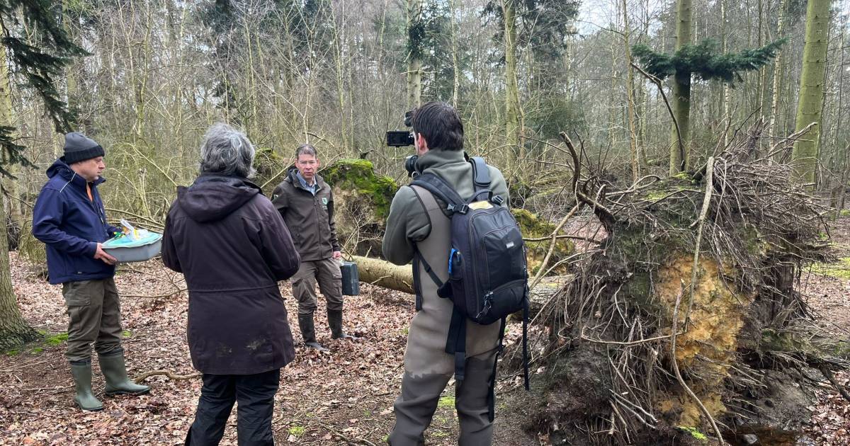 ‘Vroege Vogels’ vinden baltsende patrijzen in Waterwinbossen