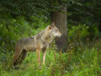 Wolf langer in België dan gedacht: eerste exemplaar kwam twee jaar geleden al naar Wallonië