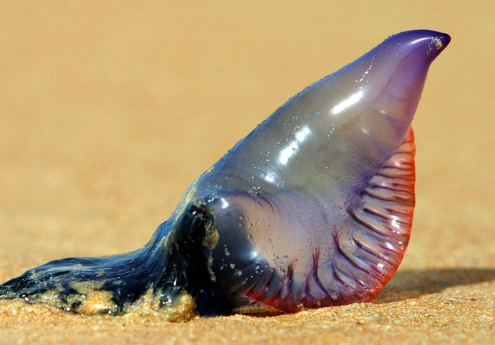 De zeewezens spoelen in grote getallen aan in Australië.