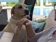 Superschattig: Shania Twain mag niet werken van haar hond