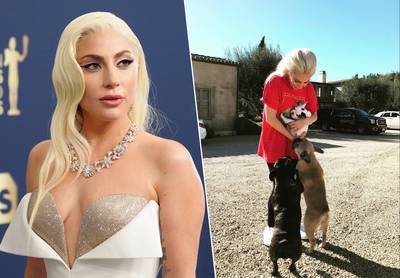 Lady Gaga aangeklaagd door hondendief omdat ze beloning van 500.000 dollar niet betaalde
