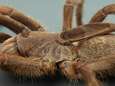 Pas ontdekte tarantula draagt slappe hoorn op de rug