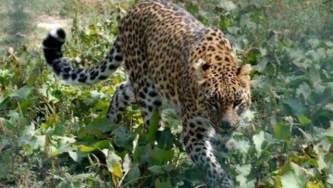 Luipaard zaait paniek op luchthaven Kathmandu