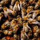 Recordaantal bijen geteld: bijna 136.000