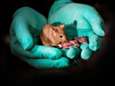 Chinese wetenschappers creëren muizen met twee moeders, zonder vader 