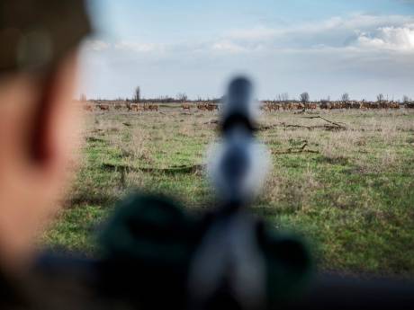 Haast met afschot in Oostvaardersplassen van 700 edelherten: ‘Het gaat provincie niet om biodiversiteit’