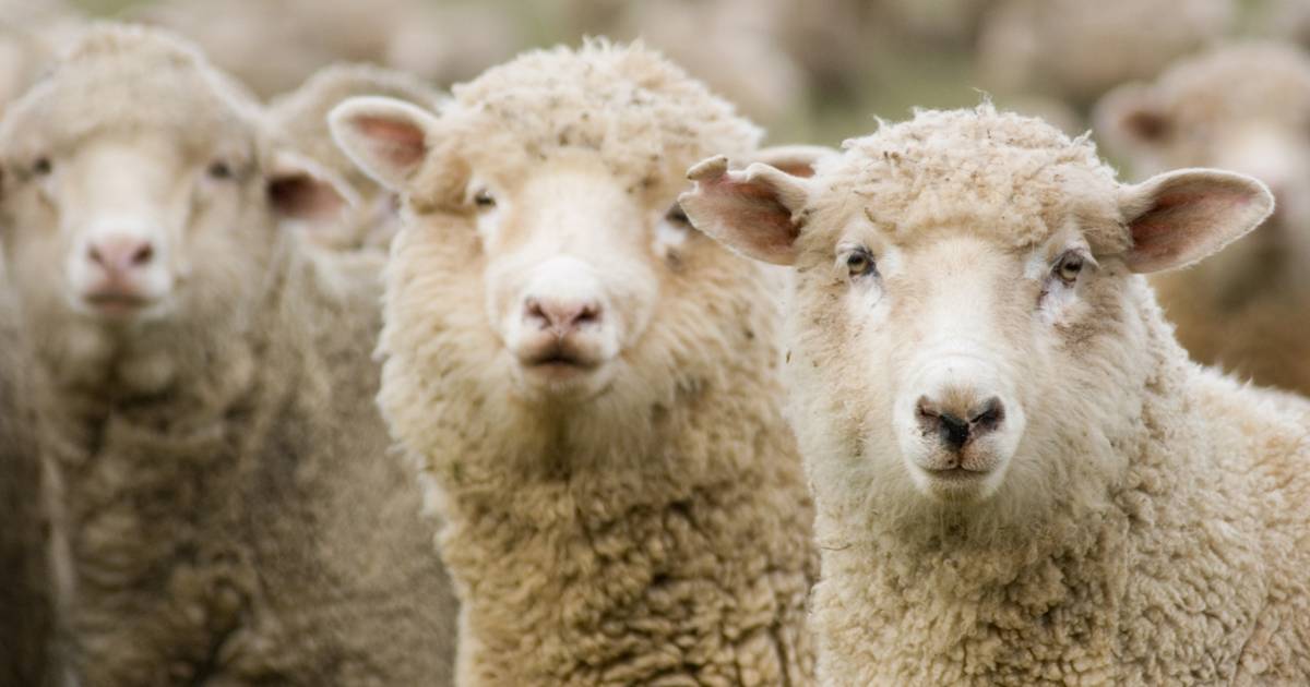 Schapen zo stoned als een garnaal na eten van zeven zakken cannabis t.w.v. 5.000 € Het leukste