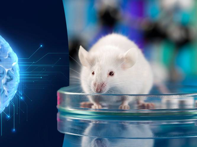 Wetenschappers planten miniversie van menselijk brein in bij muizen en ethici zijn in alle staten