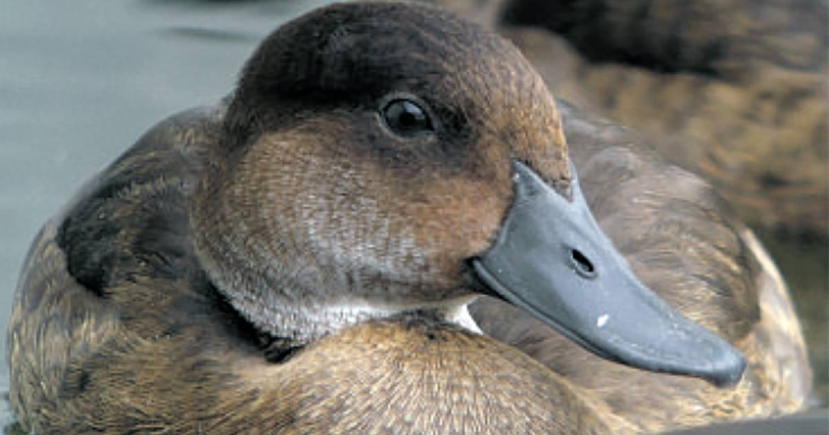 Biologen willen zeldzaamste vogelsoort ter wereld redden Nieuws AD.nl