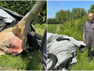 Koe van 600 kilogram dood aangetroffen op wei in Aalter: “99 procent zeker dat het geen wolf is, maar die pootafdrukken...”