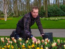 Het geheim van de bollenlasagne: adviezen van Keukenhof-tuinman Michael van der Voet
