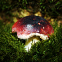 Deze prachtige paddenstoel bij de Nieuwveense plassen valt op door zijn bijzondere kleur en afwezige ‘perfectie’.