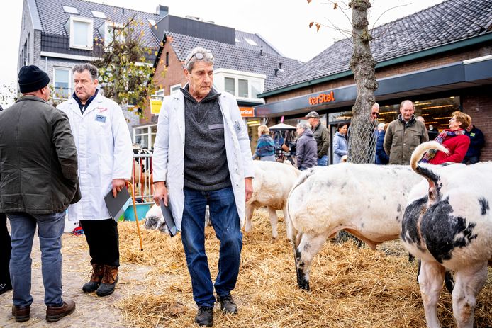De keurmeesters keuren de koeien van de Leste Mert.