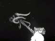 VIDEO. Uiterst zeldzame beelden tonen hoe reuzeninktvis uit diepte opduikt