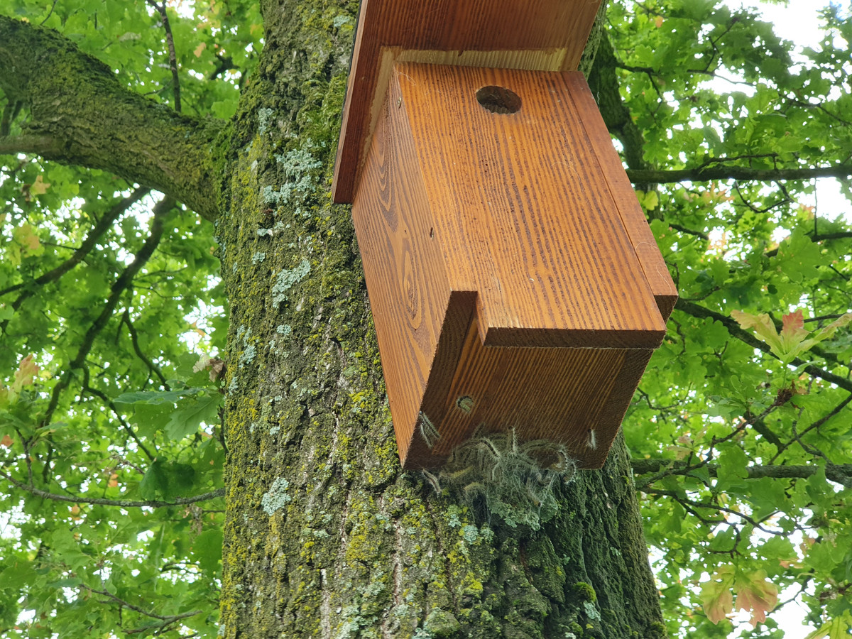 Het plaatsen van nestkasten voor mezen op locaties waar de eikenprocessierups voor problemen zorgt, helpt om het aantal rupsen terug te dringen.