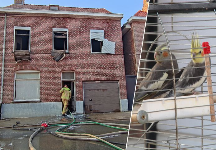 De brandweer kon enkele papegaaien redden uit de brandende woning.