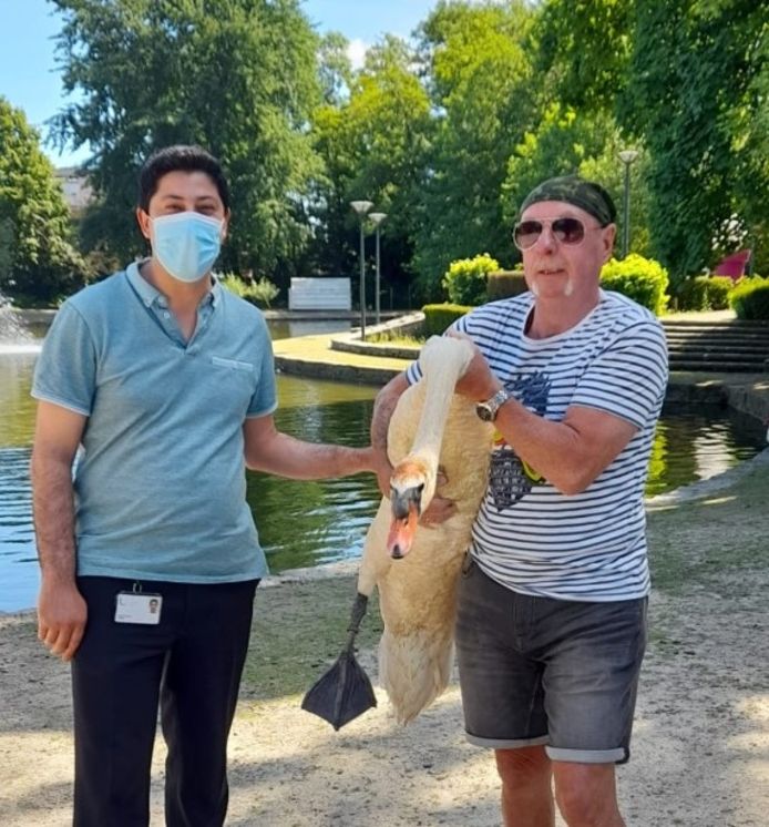 De nieuwe mannetjeszwaan werd in juni door schepen van Dierenwelzijn Hamid Akaychouh en voeder Willy Deconinck uitgezet op de vijver in het Park Mariadal. Vandaag is de zwaan alweer weg.