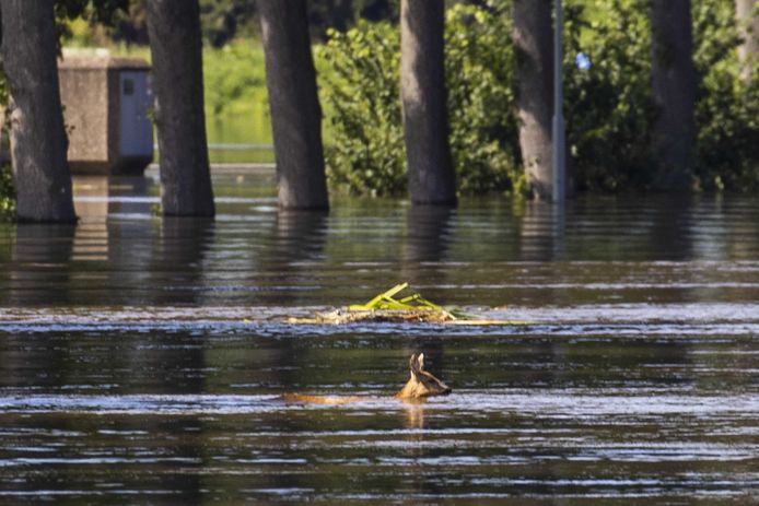 Een ree, in het hoge water van de Maas