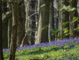 Vier de lente tijdens het Boshyacintenfestival: “Een wandeling met activiteiten rond de voorjaarbloeiers”
