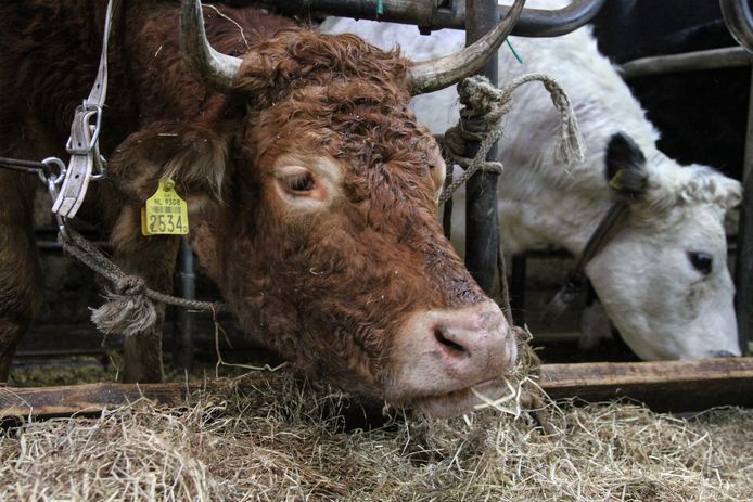 Koe Hermien is maandagochtend aangekomen in koeienrustuis ‘de Leemweg’ in het Friese Zandhuizen. Hermien ontsnapte zo'n twee maanden geleden bij Lettele. De Partij van de Dieren zette een actie op om te zorgen dat de koe kon worden vrijgekocht en de rest van haar leven in de opvang kan verblijven. Hermien maakt nu kennis met haar stalgenoten. Foto Anton Kappers