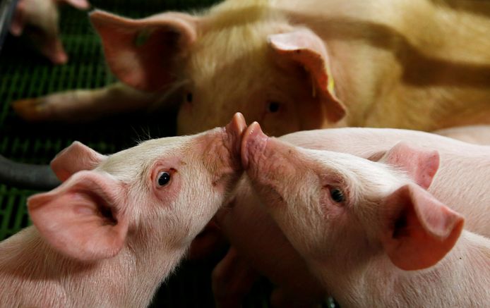 Denemarken exporteert elk jaar voor 1,48 miljard euro varkens en varkensvlees naar landen buiten de EU.